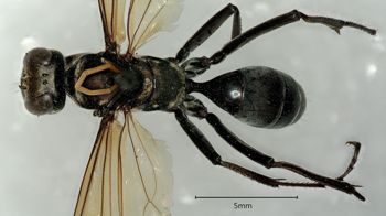 Media type: image;   Entomology 26191 Aspect: habitus dorsal view